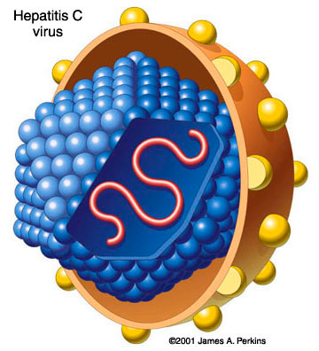 hepatitisc